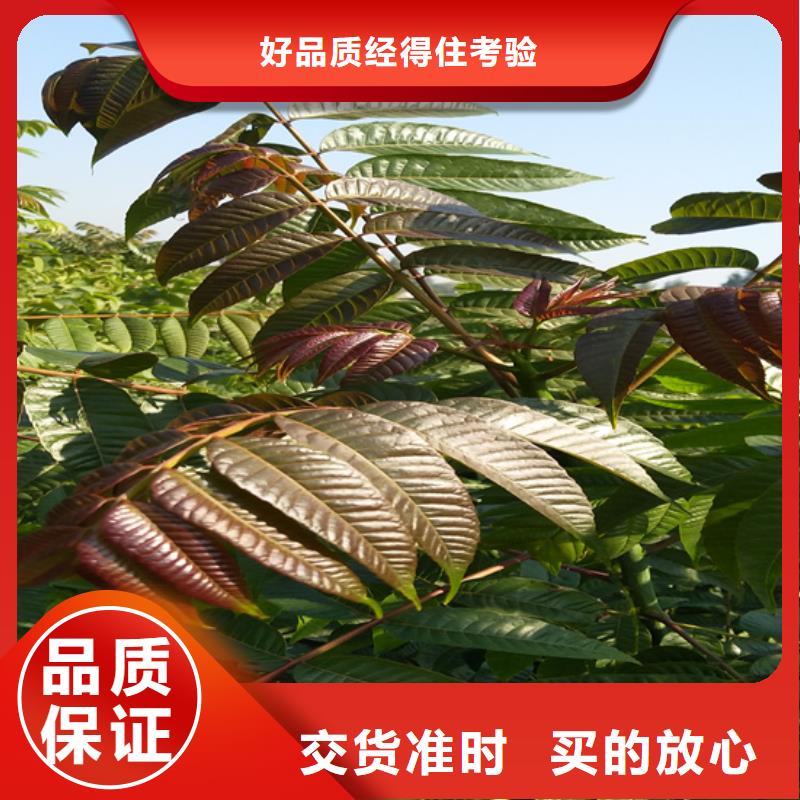 香椿-草莓苗現(xiàn)貨銷售