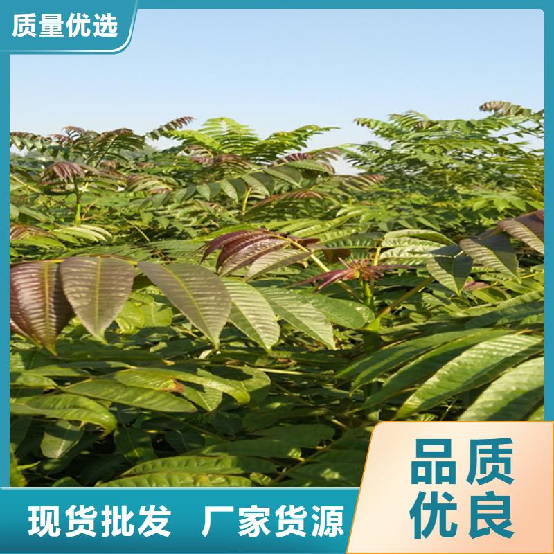 香椿嘎啦苹果重信誉厂家