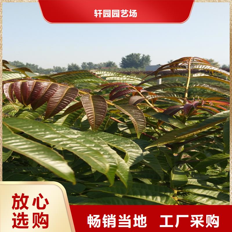 香椿-草莓苗現(xiàn)貨銷售