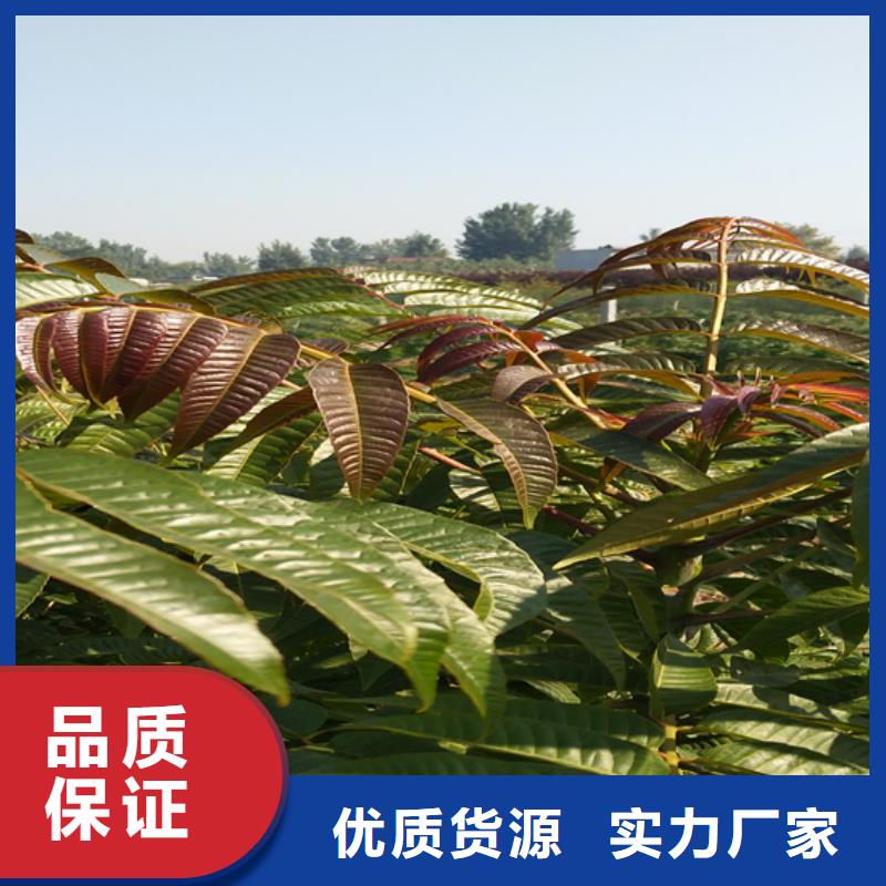 香椿_桃樹(shù)苗實(shí)力商家供貨穩(wěn)定