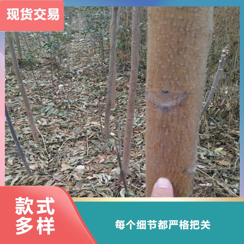 香椿,3公分軟籽石榴苗質(zhì)量看得見