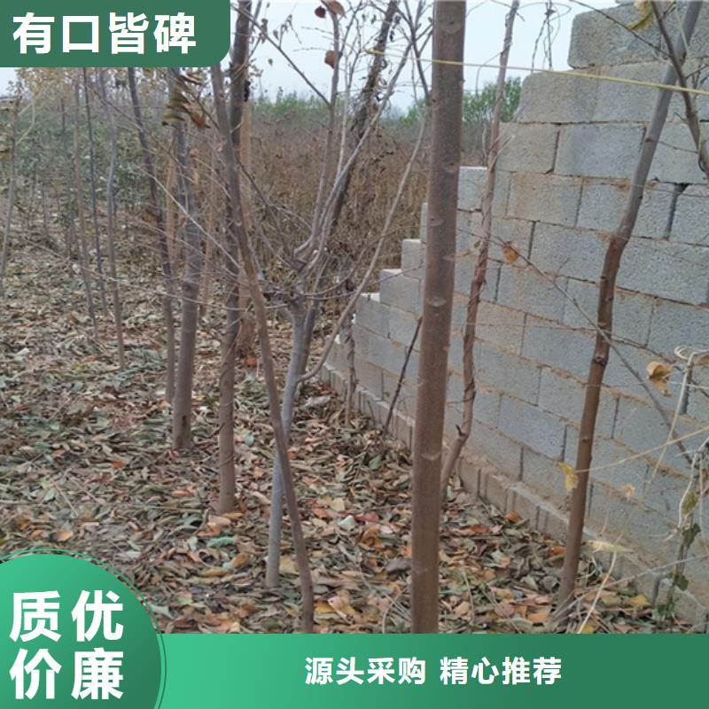 香椿,3公分軟籽石榴苗質(zhì)量看得見
