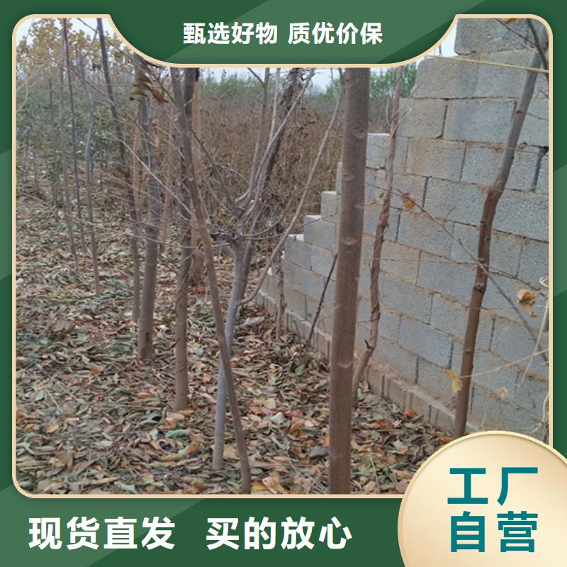 香椿嘎啦蘋果重信譽廠家