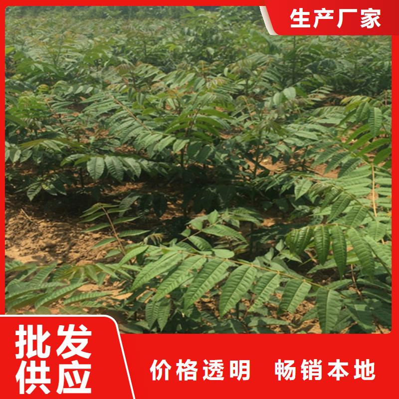 香椿石榴樹設(shè)計合理