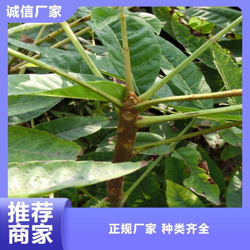 香椿_桃樹(shù)苗實(shí)力商家供貨穩(wěn)定
