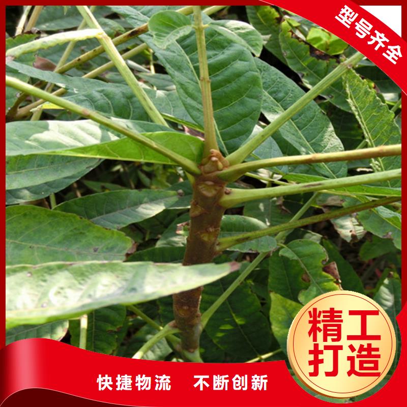 香椿嘎啦蘋果重信譽廠家