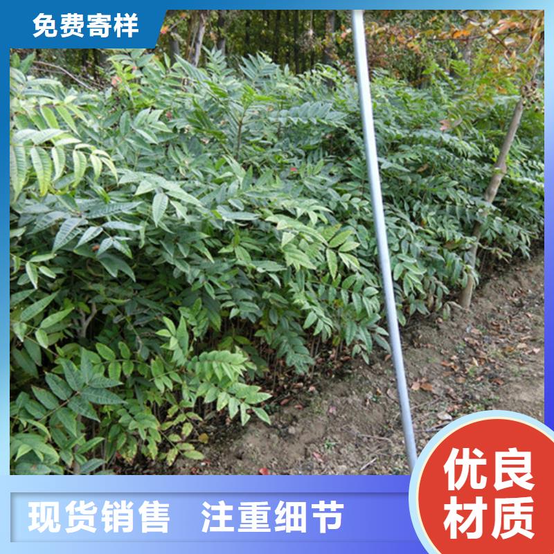 香椿嘎啦苹果重信誉厂家