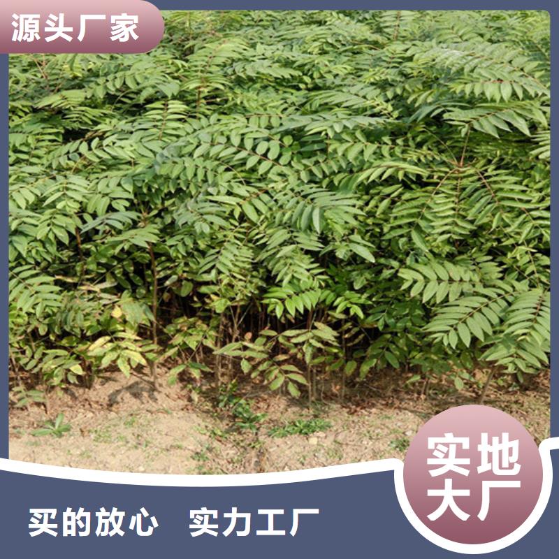 香椿石榴樹設(shè)計合理