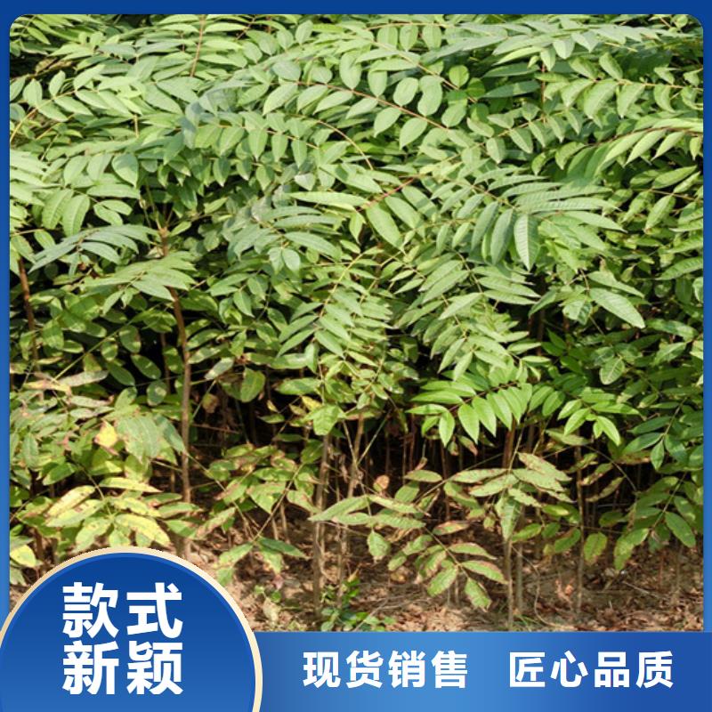 香椿獼猴桃苗訂制批發(fā)
