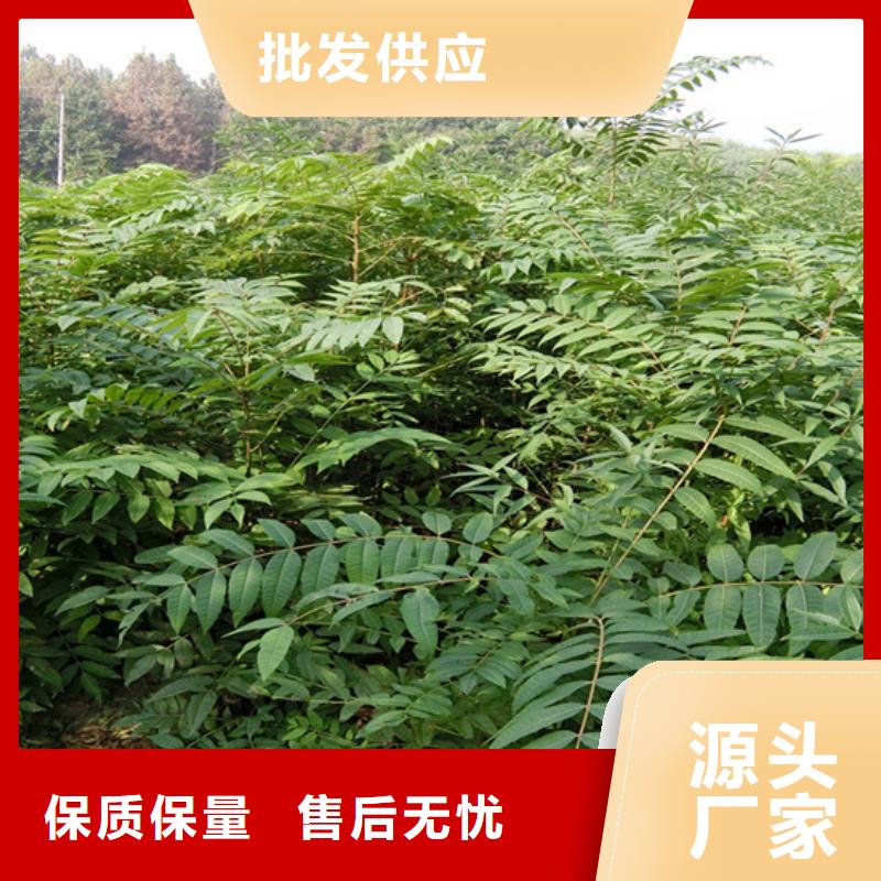 香椿石榴樹設(shè)計合理