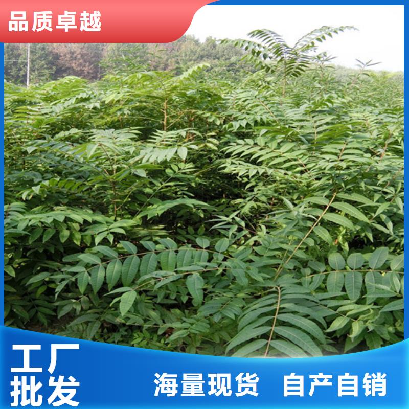 香椿櫻桃苗好產(chǎn)品價(jià)格低