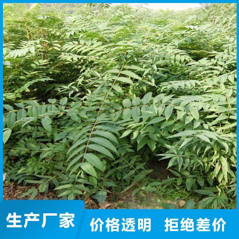香椿櫻桃苗好產(chǎn)品價格低