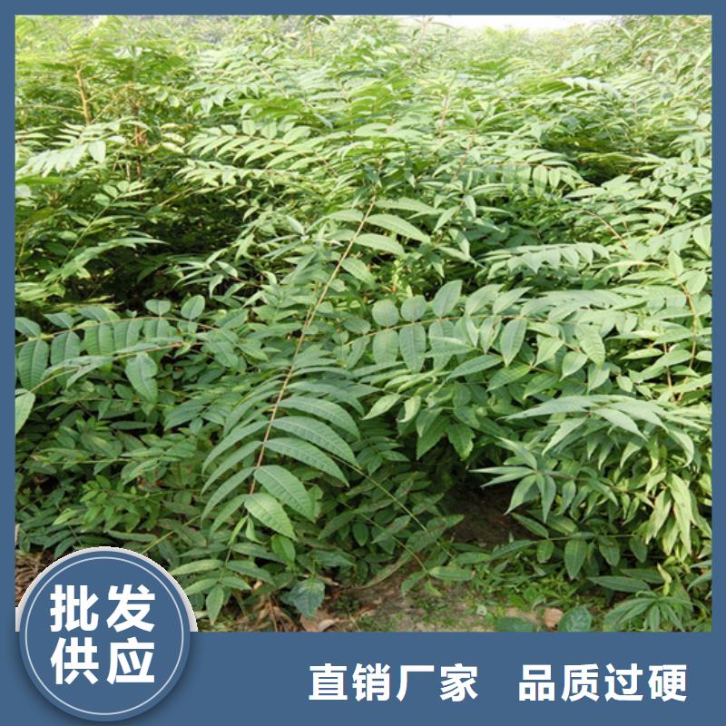 香椿石榴苗貨源足質(zhì)量好