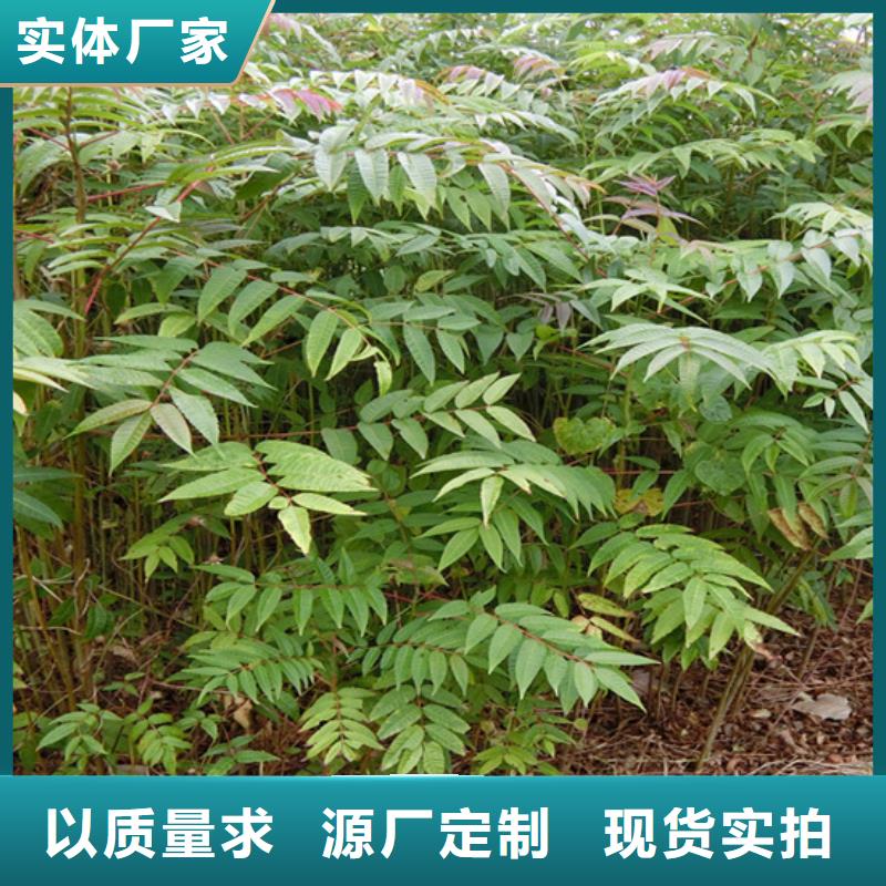 香椿石榴苗貨源足質(zhì)量好