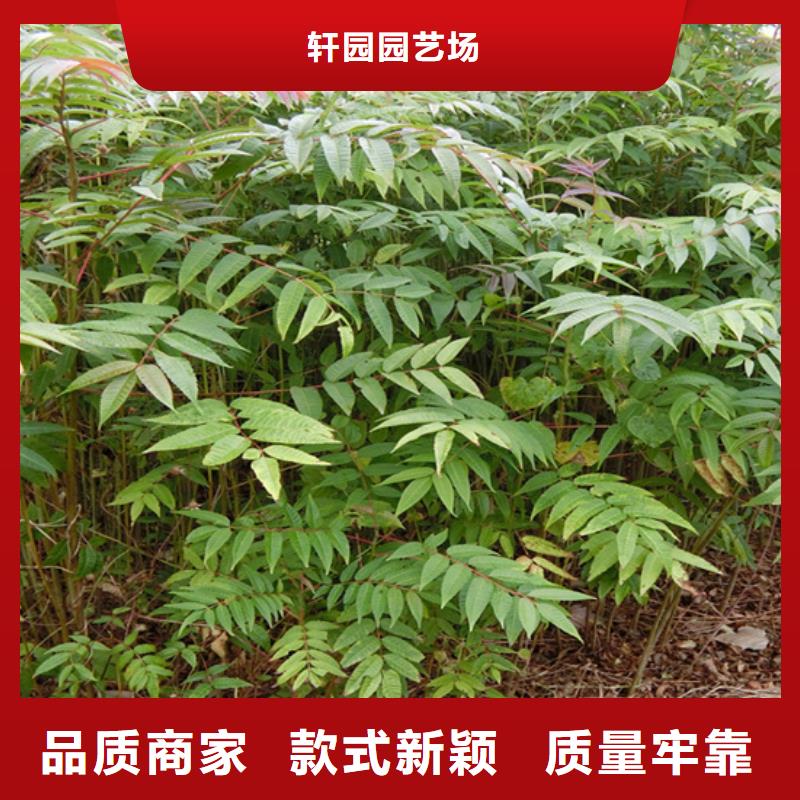 香椿嘎啦苹果重信誉厂家