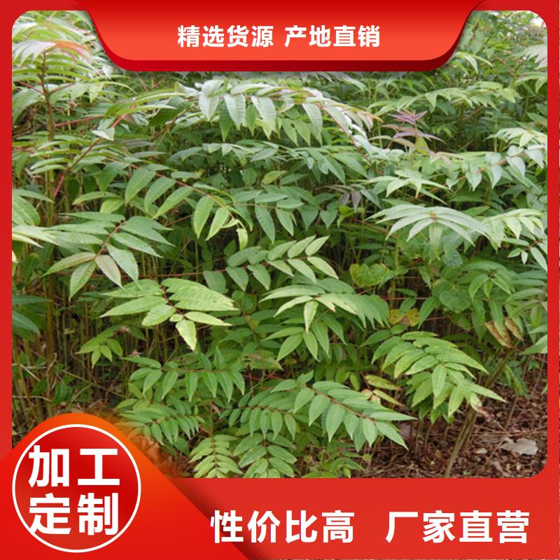 香椿-草莓苗現(xiàn)貨銷售