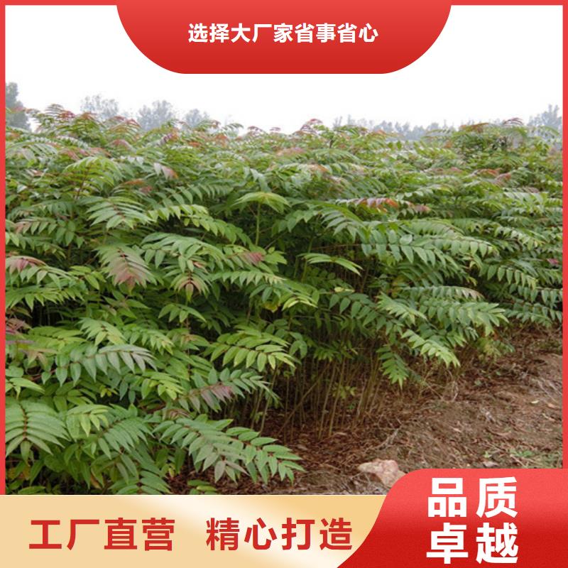 香椿-草莓苗現(xiàn)貨銷售