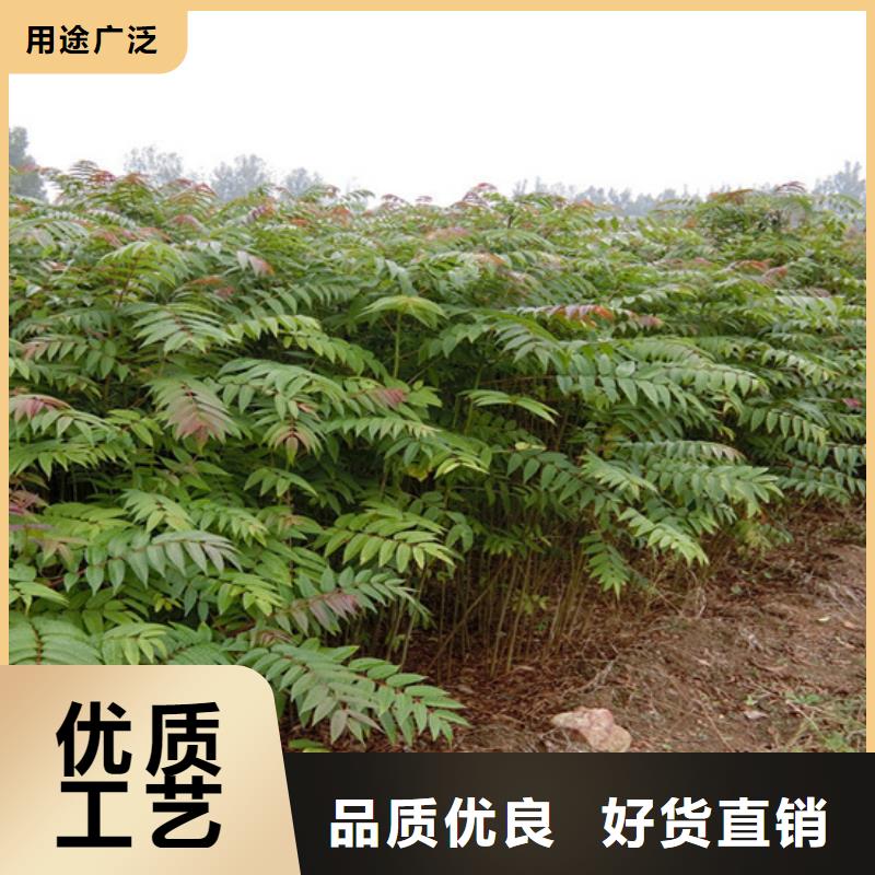 香椿石榴苗貨源足質(zhì)量好