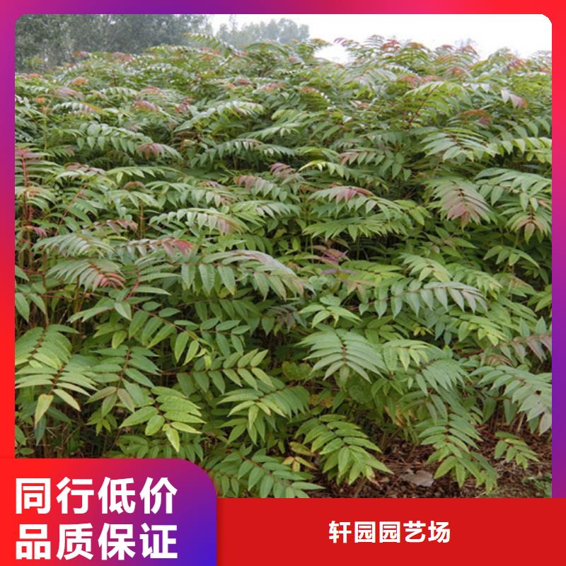 香椿-草莓苗現(xiàn)貨銷售