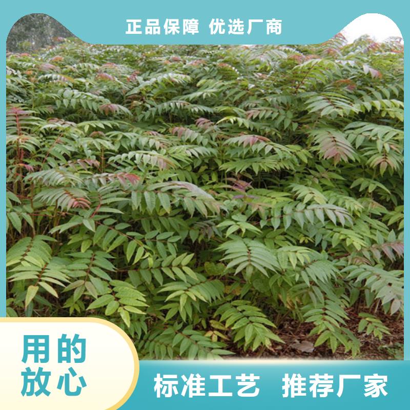 香椿石榴苗貨源足質(zhì)量好