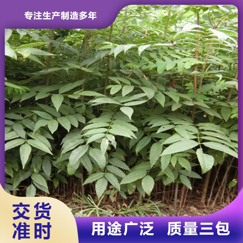 香椿-草莓苗現(xiàn)貨銷售