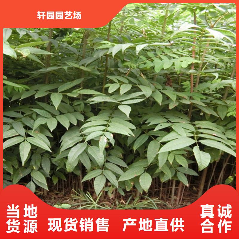 香椿石榴苗貨源足質(zhì)量好