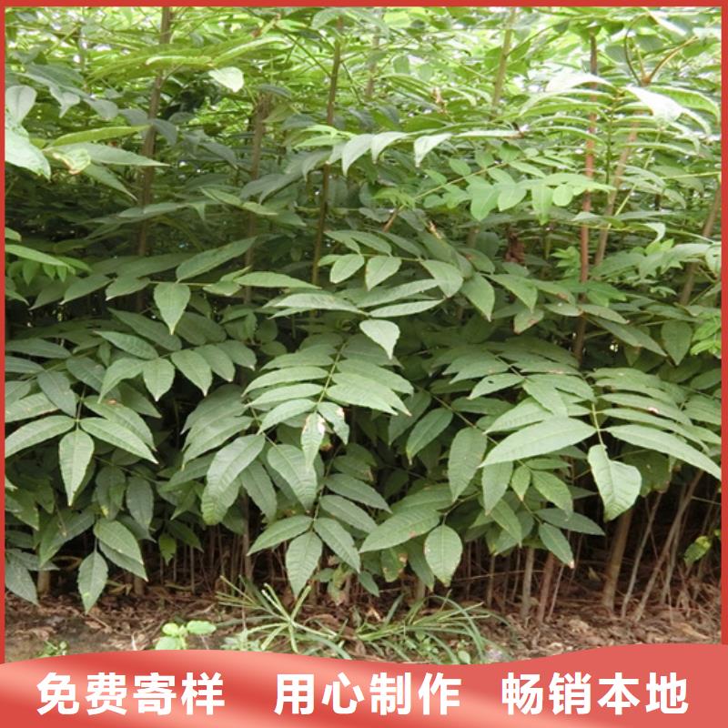 香椿_桃樹(shù)苗實(shí)力商家供貨穩(wěn)定