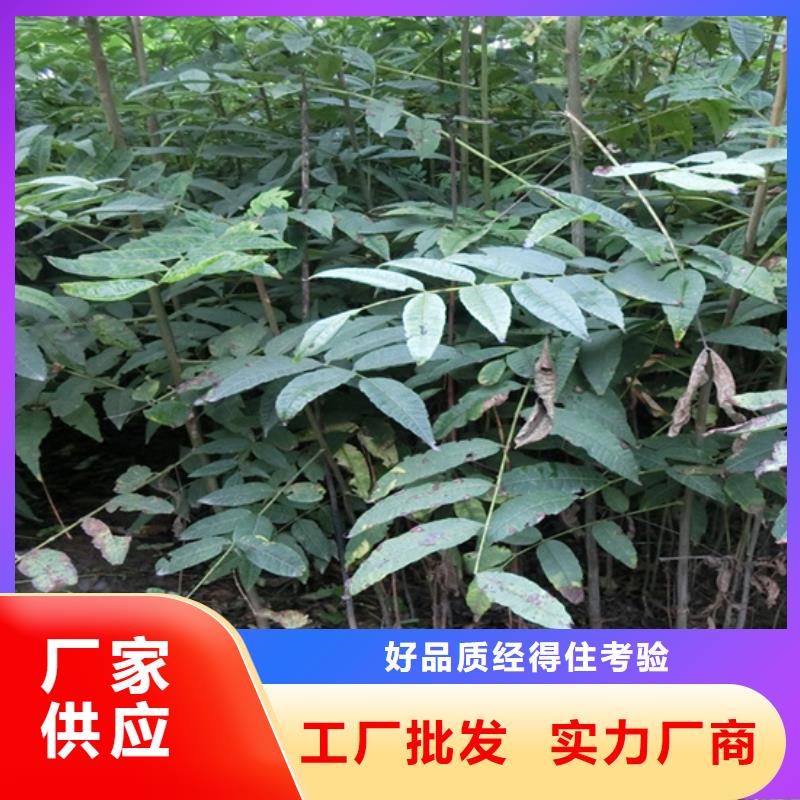 香椿_桃樹(shù)苗實(shí)力商家供貨穩(wěn)定