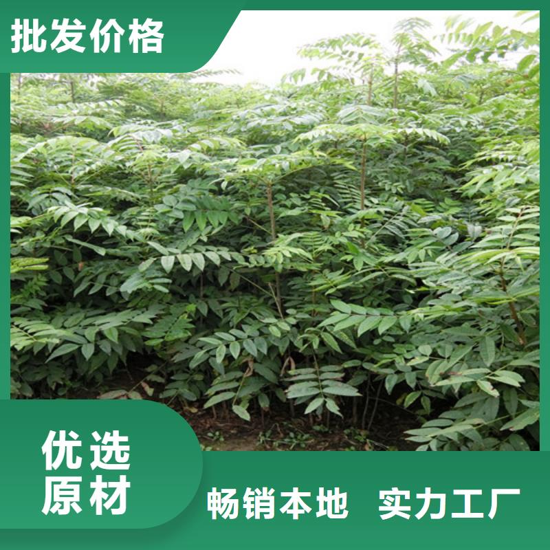 香椿-草莓苗現(xiàn)貨銷售