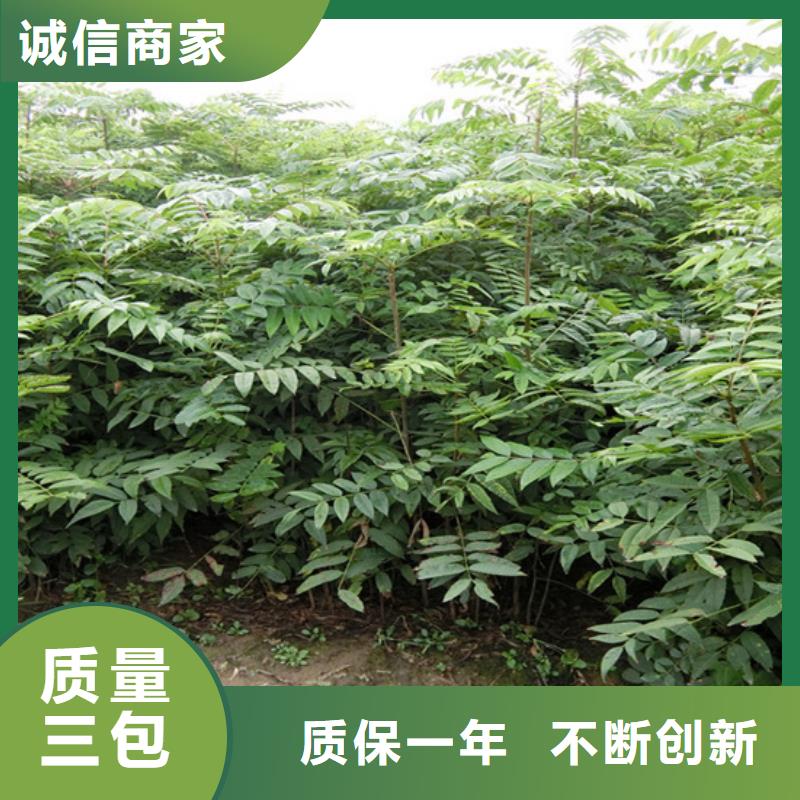 香椿_桃樹(shù)苗實(shí)力商家供貨穩(wěn)定