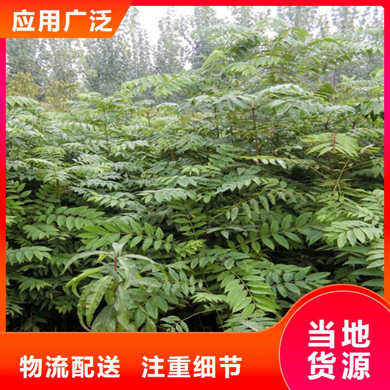 香椿蘋果苗實(shí)力廠家