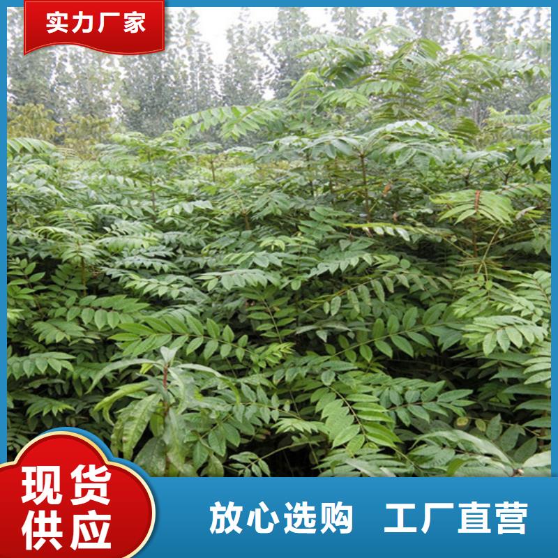香椿石榴苗貨源足質(zhì)量好