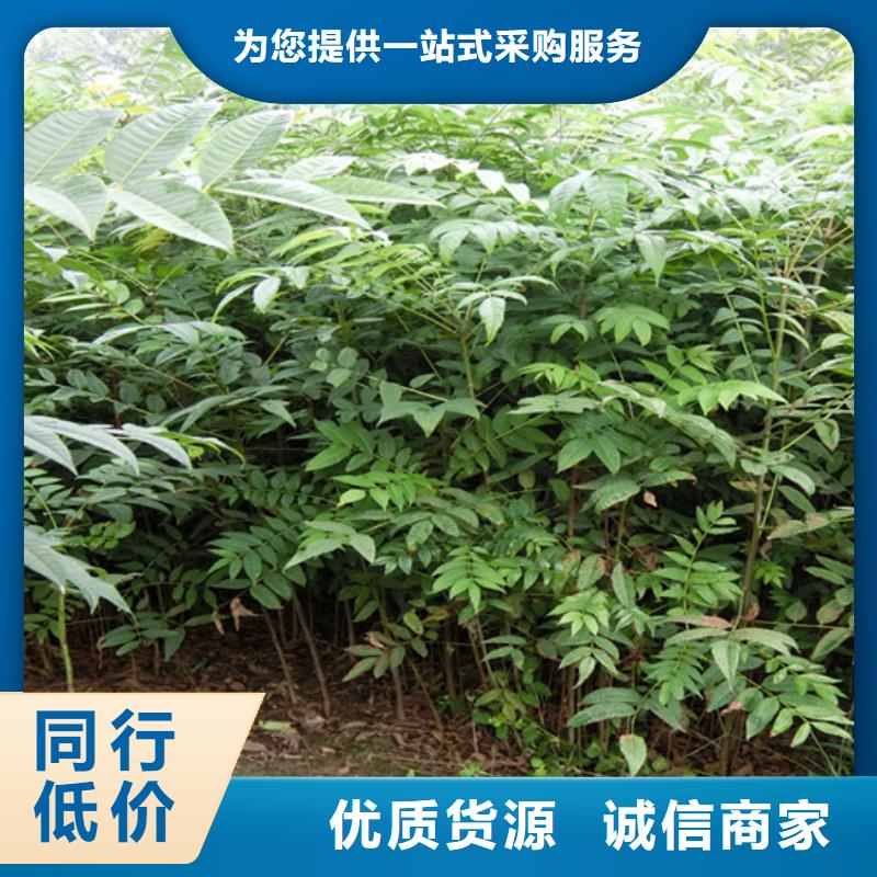 香椿_桃樹(shù)苗實(shí)力商家供貨穩(wěn)定