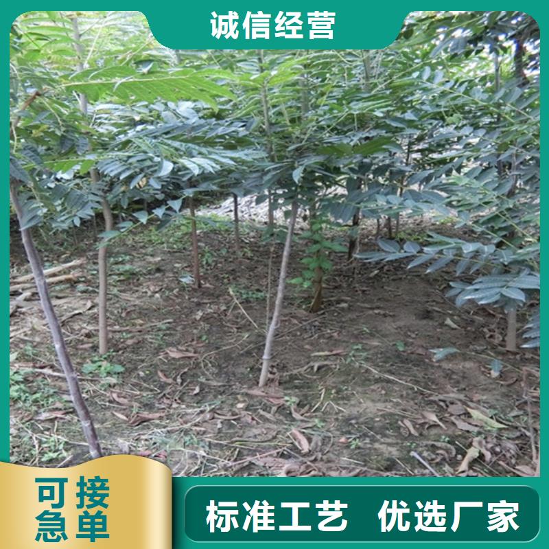 香椿-草莓苗現(xiàn)貨銷售