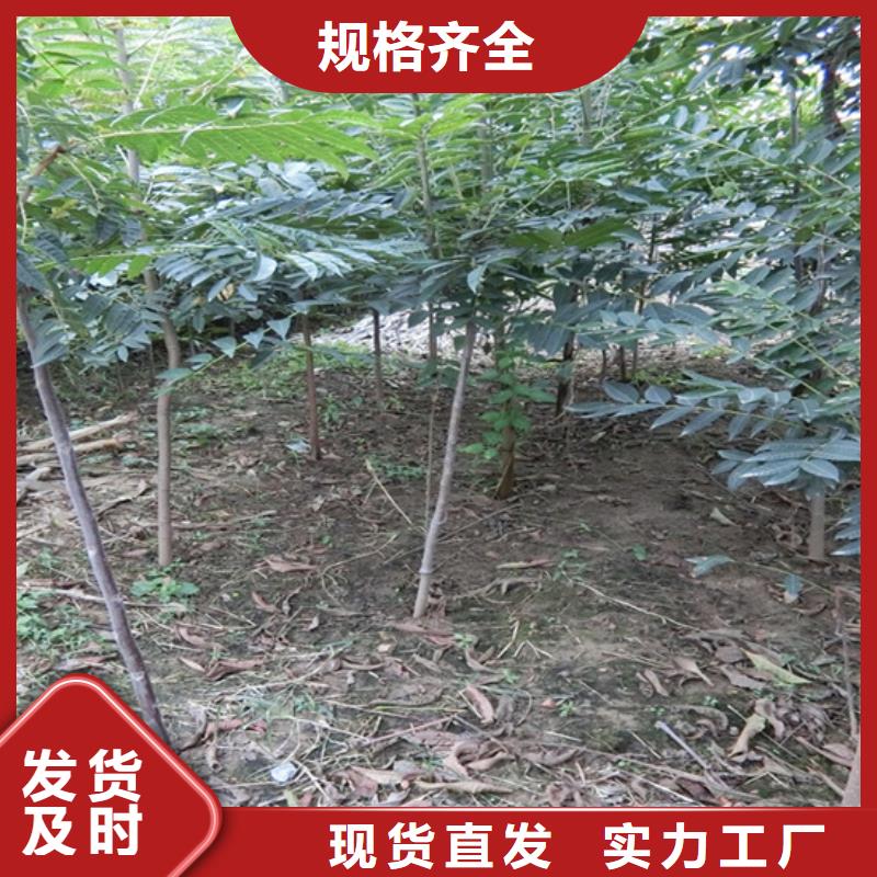 香椿_桃樹(shù)苗實(shí)力商家供貨穩(wěn)定