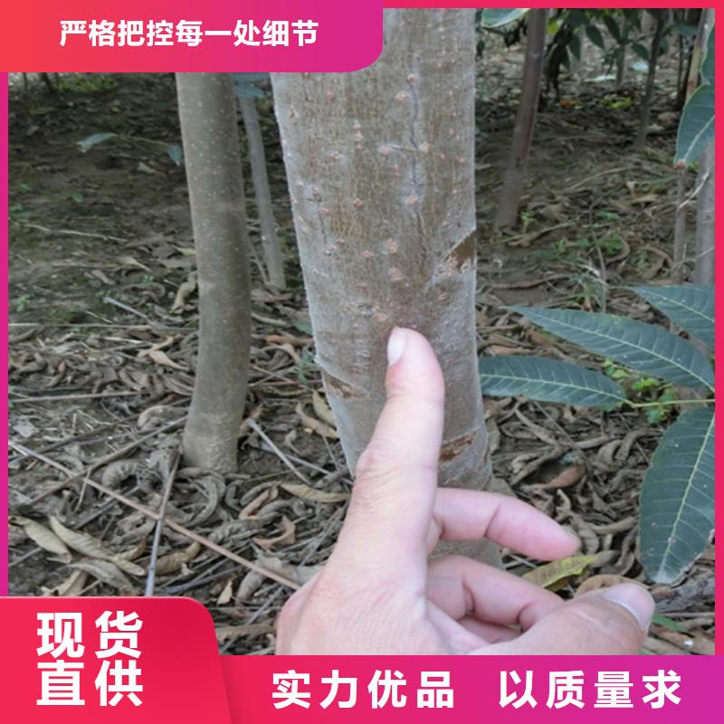 香椿_桃樹(shù)苗實(shí)力商家供貨穩(wěn)定