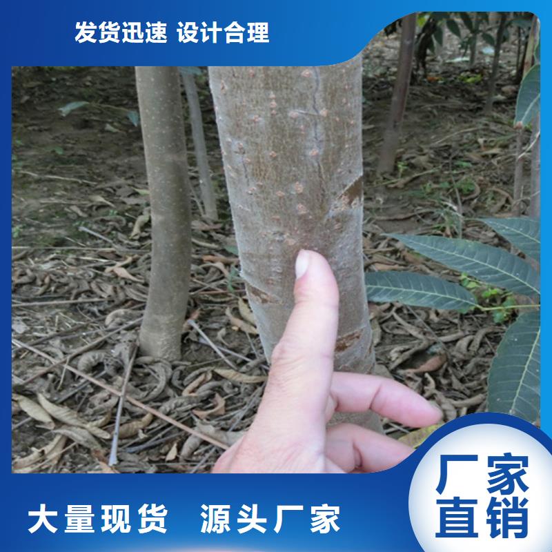香椿_桃樹(shù)苗實(shí)力商家供貨穩(wěn)定