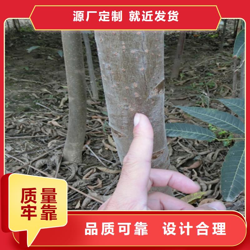 香椿嘎啦苹果重信誉厂家