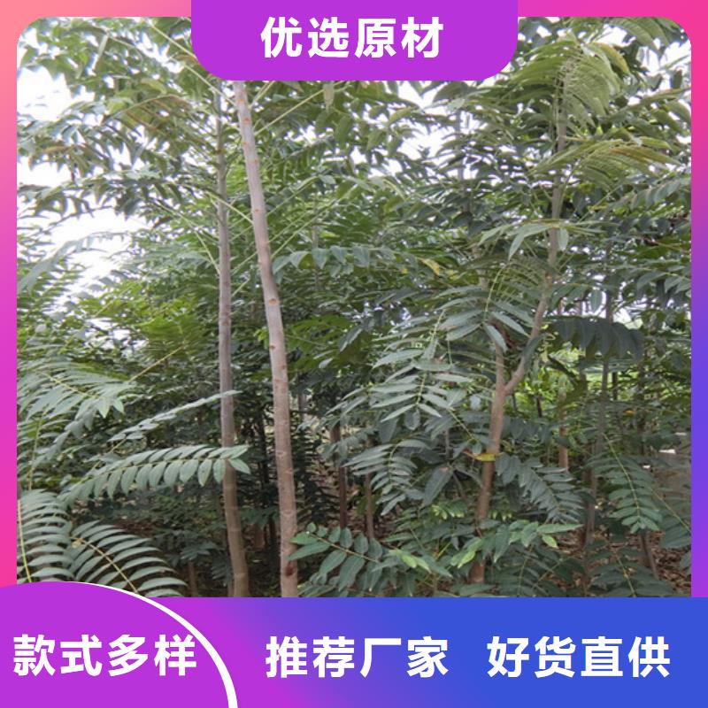 香椿_桃樹(shù)苗實(shí)力商家供貨穩(wěn)定