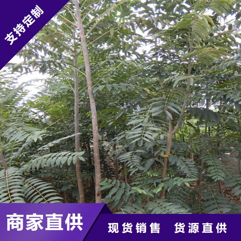 香椿_桃樹(shù)苗實(shí)力商家供貨穩(wěn)定