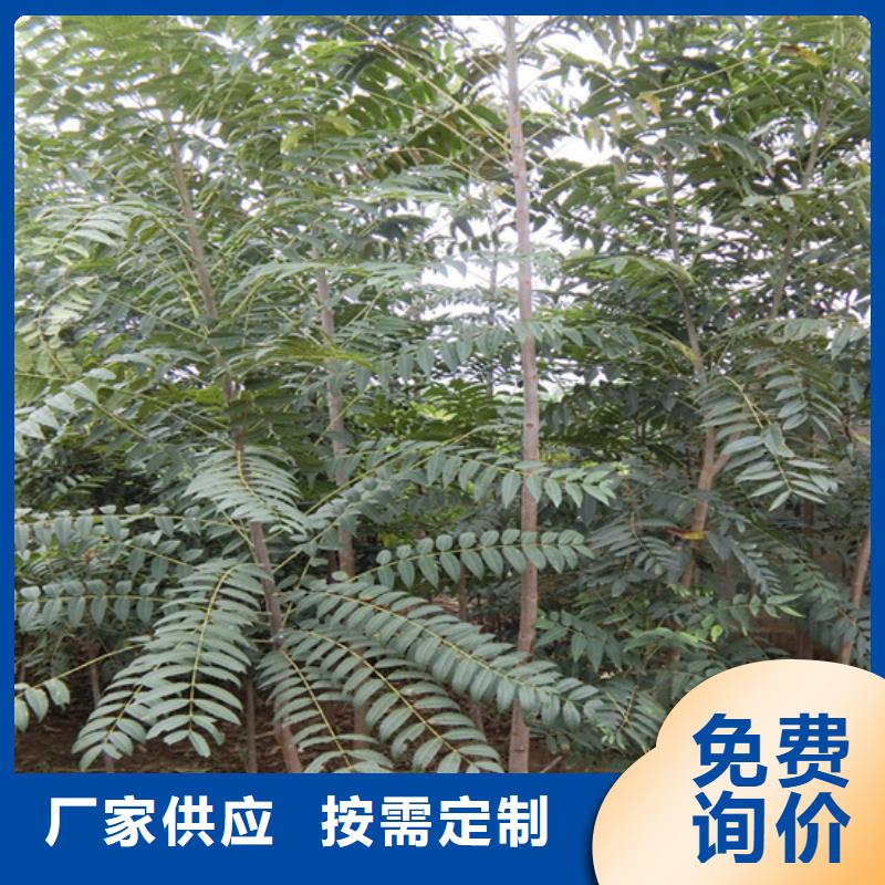 香椿蘋果苗實(shí)力廠家