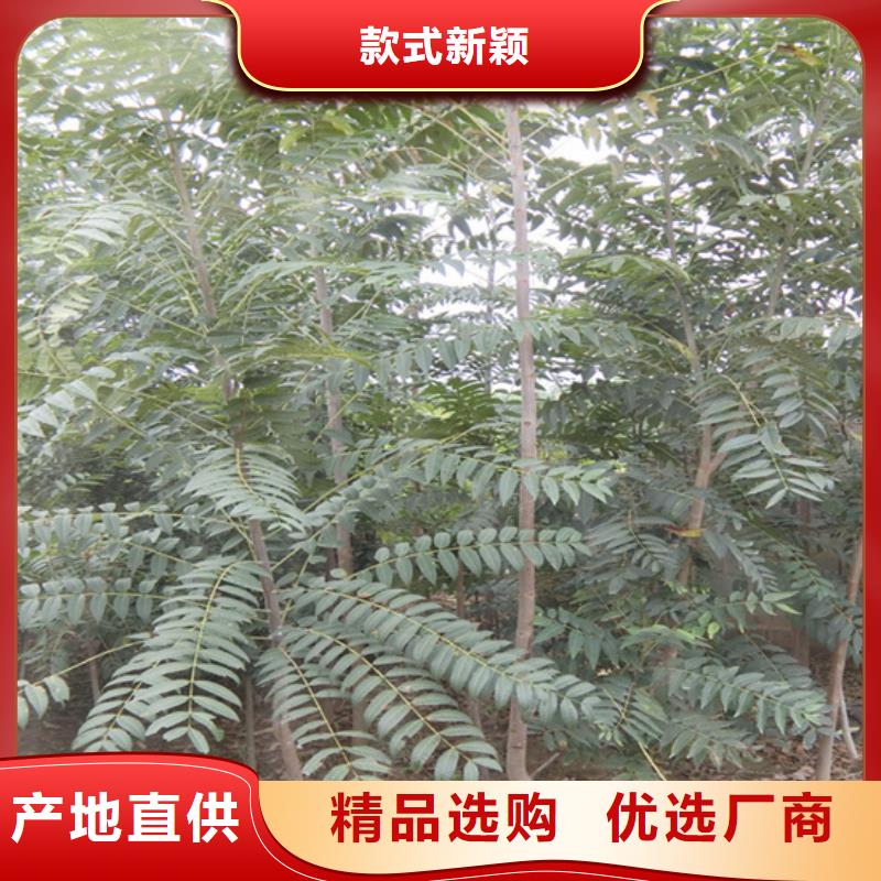 香椿_桃樹(shù)苗實(shí)力商家供貨穩(wěn)定