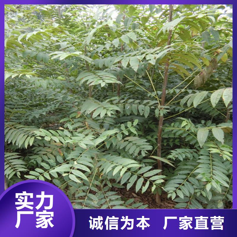 香椿-草莓苗現(xiàn)貨銷售