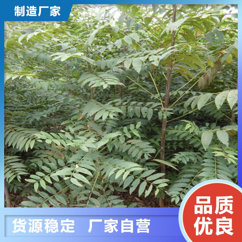 香椿蘋果苗實(shí)力廠家