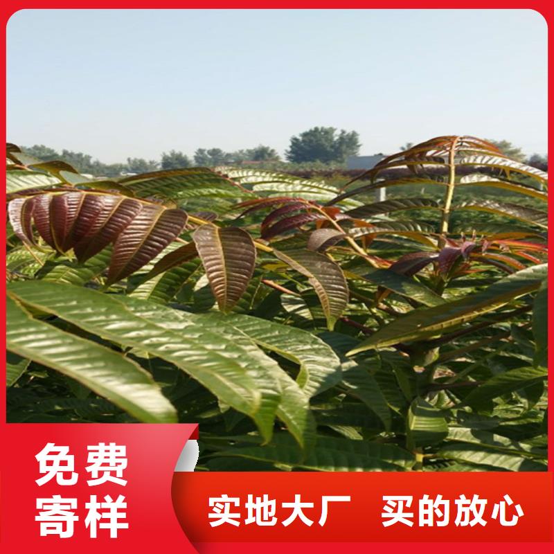 香椿-草莓苗現(xiàn)貨銷售