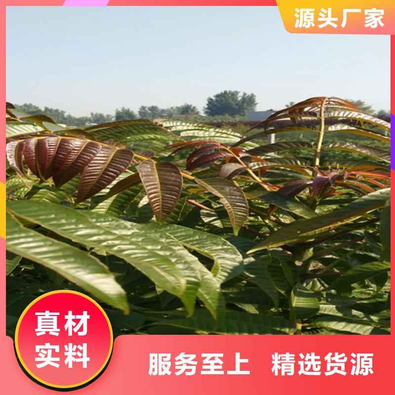 香椿_桃樹(shù)苗實(shí)力商家供貨穩(wěn)定