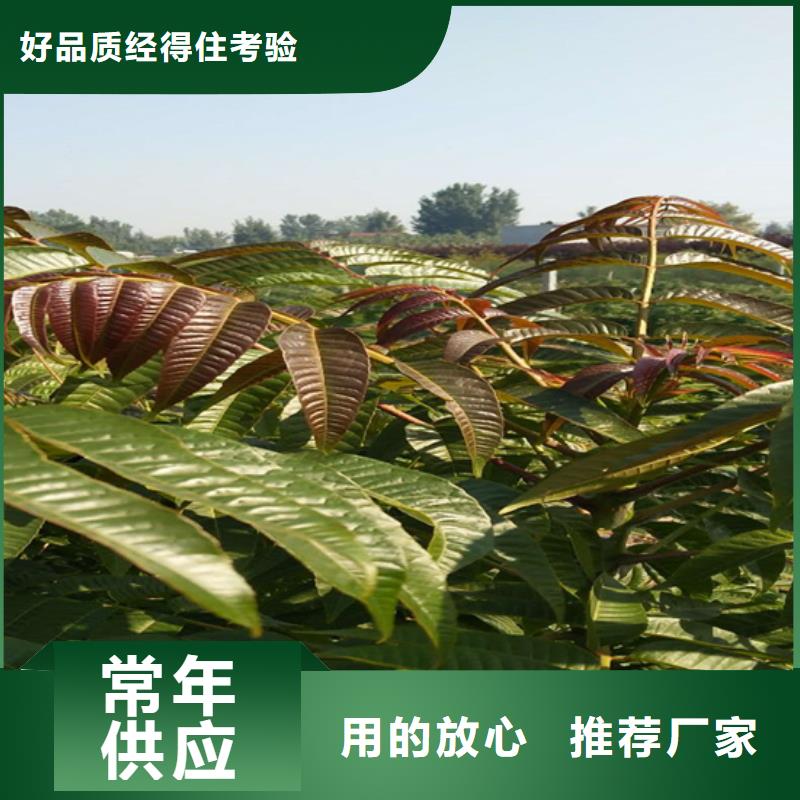 香椿蘋果苗實(shí)力廠家