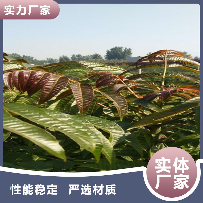 香椿_桃樹(shù)苗實(shí)力商家供貨穩(wěn)定