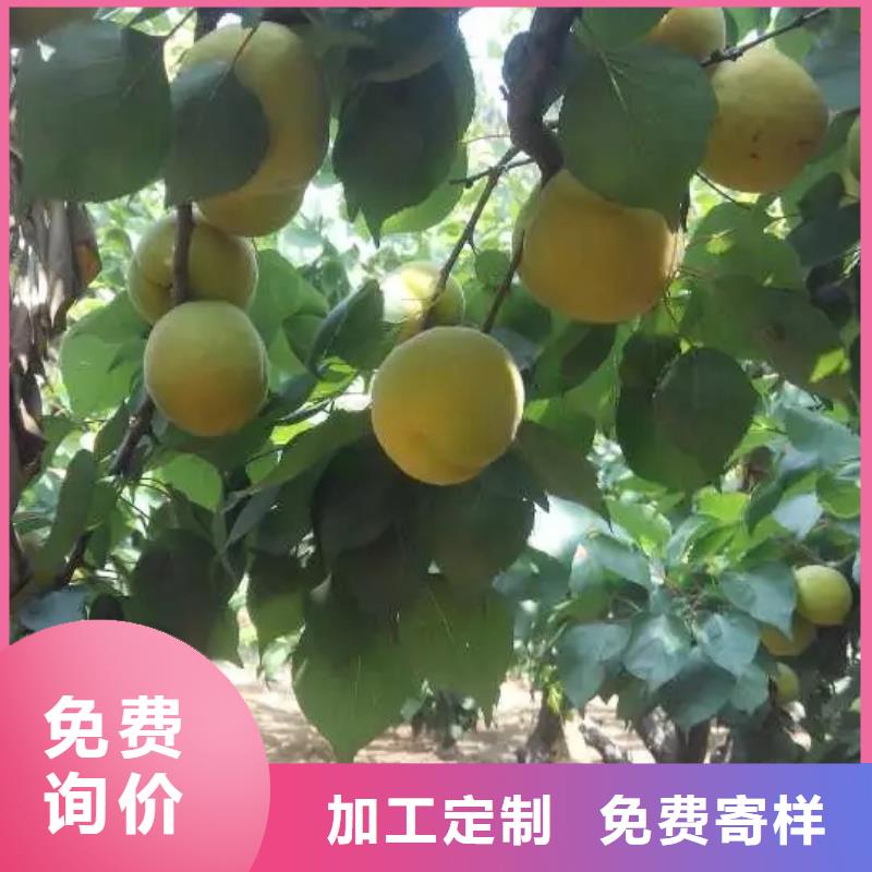 杏,北美冬青海量現(xiàn)貨
