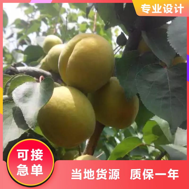 杏桃樹苗支持加工定制